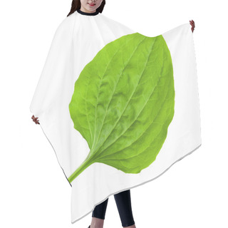 Personality  Greater Plantain Leaf Hair Cutting Cape