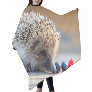 Personality  A Young Hedgehog With A Raspberry And Blueberries On A Wooden Fl Hair Cutting Cape
