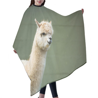 Personality  Fluffy Young Alpaca Hair Cutting Cape