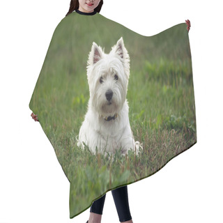 Personality  West Highland White Terrier Dog Breed, Lies On The Green Grass In The Evening On The Nature, Small Black Eyes Look To The Camera, White Hair, Cute Animal, Hair Cutting Cape