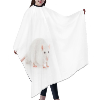 Personality  White Rat On White Background With Copy Space In New Year  Hair Cutting Cape