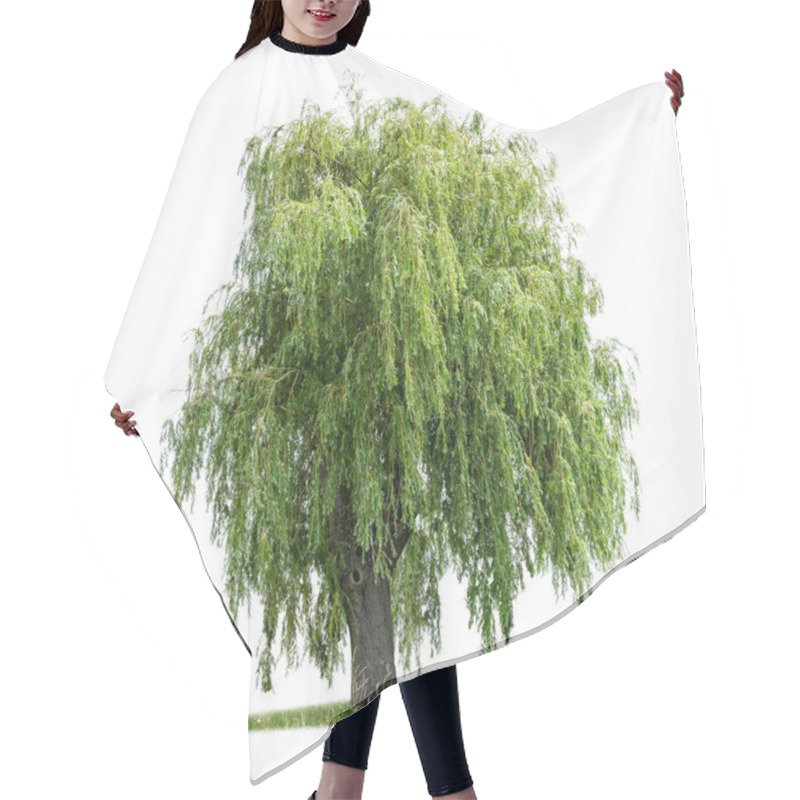 Personality  Isolated Weeping Willow On A White Background Hair Cutting Cape