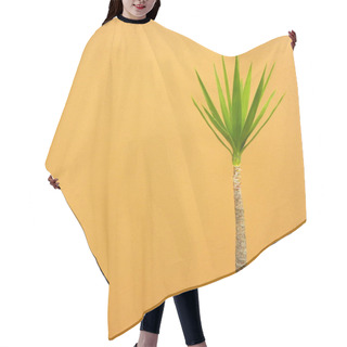 Personality  Tall Trunk And Green Leaves Of Dracaena On An Orange Background. Bright Representative Of The Drazenov Family. Hair Cutting Cape