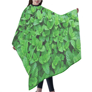 Personality  Green Mint Growing In Garden Hair Cutting Cape