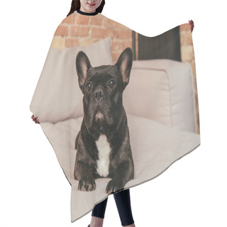 Personality  Adorable French Bulldog Lying On Sofa In Living Room  Hair Cutting Cape