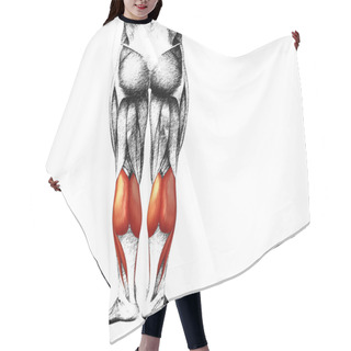 Personality   Legs  Anatomy And Muscles Hair Cutting Cape
