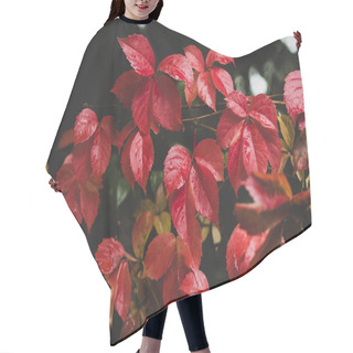 Personality  Red Vine Leaves Soaked In Rain In Turkey Hair Cutting Cape