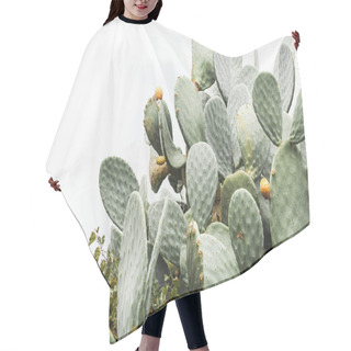 Personality  Green Prickly Pear Cactus With Spikes In Italy  Hair Cutting Cape