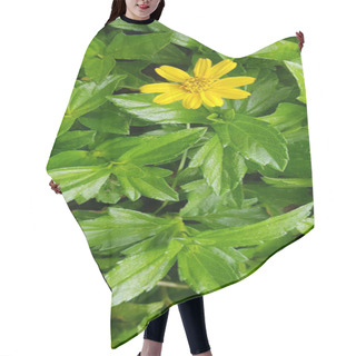 Personality  Beautiful Yellow Flower Indian Daisy Or Indian Summer Or Rudbeckia Hirta Or Black-Eyed Susan Or Bay Biscayne Creeping-oxeye Or Sphagneticola Trilobata Hair Cutting Cape