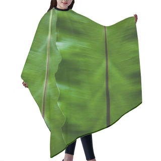 Personality  Close-up Shot Of Banana Leaves As Background Hair Cutting Cape