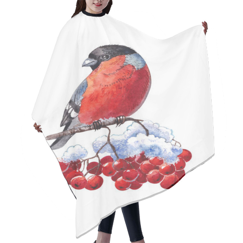 Personality  Bullfinch On A Rowan. Watercolor Christmas Card With Bullfinch And Winter Design. Hand Painted Bird With Berries, Fir Branch Isolated On White Background. Holiday Symbol For Design Hair Cutting Cape