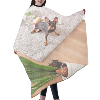 Personality  Mischievous Toy Terrier And Overthrown Houseplant Indoors Hair Cutting Cape
