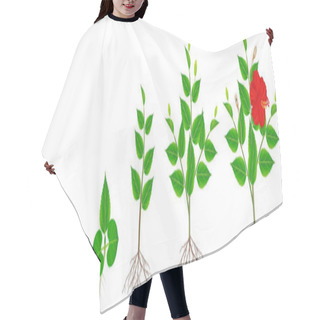 Personality  Cycle Of Growth Of Hibiscus Plant On A White Background. Hair Cutting Cape