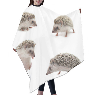 Personality  Hedgehog In Front Of A White Background Hair Cutting Cape
