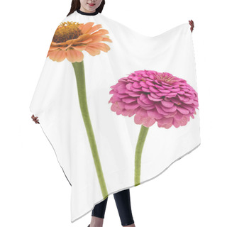 Personality  Two Flowers Of Zinnia, Isolated On White Background Hair Cutting Cape