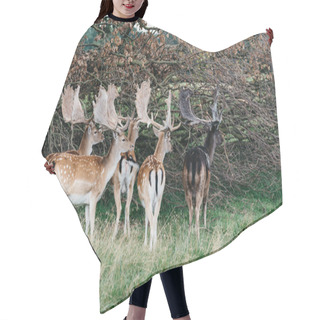 Personality  A Herd Of Fallow Deers In The Wood (Dama Dama) In Denmark Hair Cutting Cape