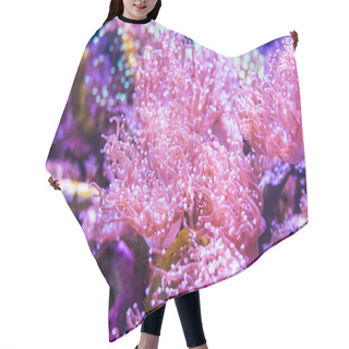 Personality  The Coral Reef, Underwater Hair Cutting Cape