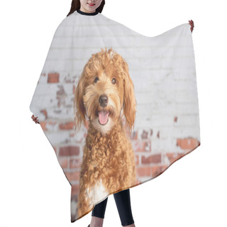 Personality  Mini Goldendoodle, Golden Doodle Puppy In A Studio Hair Cutting Cape