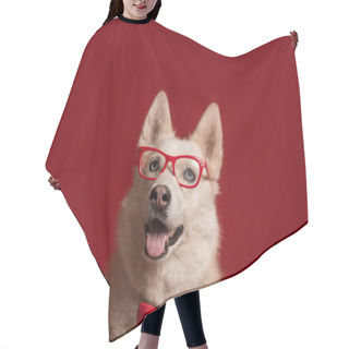 Personality  Lovely Siberian Husky Dog Wearing Glasses And Red Bow Tie Isolated Against Red Background. Cool Funny Dog. Copy Space Hair Cutting Cape