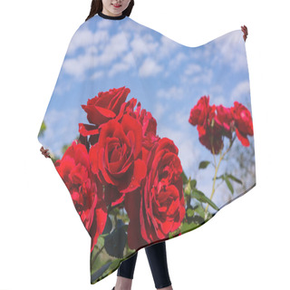 Personality  Beautiful Blooming Red,red Rose. Spring Flowering Decorative Roses. Blooming Roses On The Background Of The Fountain. Hair Cutting Cape