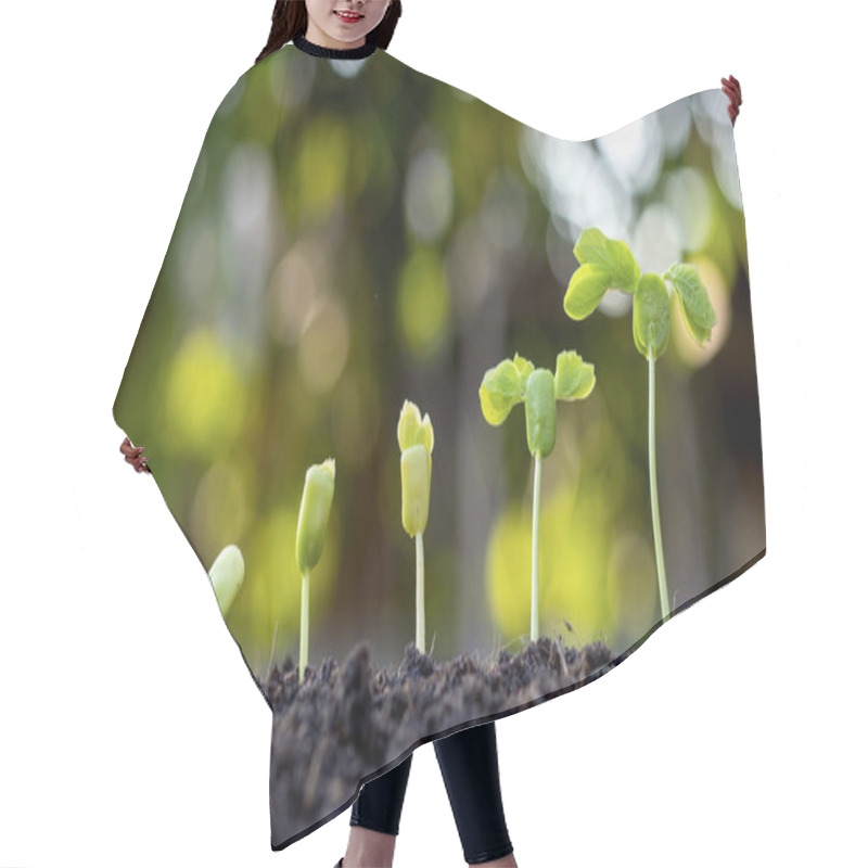 Personality  Saplings are growing from fertile soil, including the evolution of plant growth from seeds to saplings. Concept of ecology and agriculture. hair cutting cape