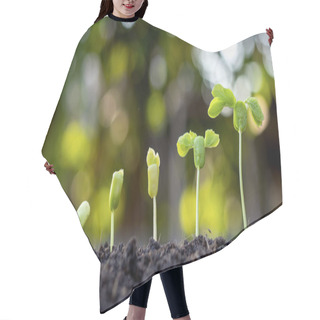 Personality  Saplings Are Growing From Fertile Soil, Including The Evolution Of Plant Growth From Seeds To Saplings. Concept Of Ecology And Agriculture. Hair Cutting Cape