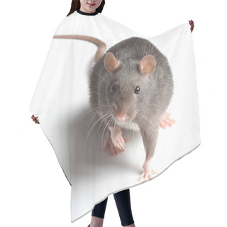 Personality  Rat On White Hair Cutting Cape