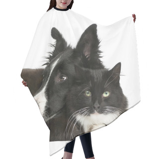 Personality  Border Collie Puppy And A Cat In Front Of A White Background Hair Cutting Cape