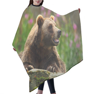 Personality  Portrait Of Brown Bear Hair Cutting Cape