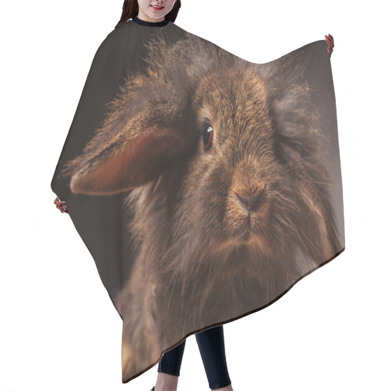 Personality  Close Up Picture Of A Cute Lion Head Bunny Rabbit Hair Cutting Cape