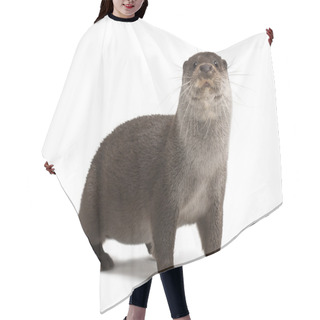 Personality  European Otter, Lutra Lutra, 6 Years Old, Against White Background Hair Cutting Cape