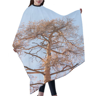 Personality  Low Angle View Of Autumnal Tree Trunk On Blue Sky Background Hair Cutting Cape