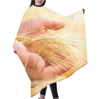 Personality  Wheat Ears In The Hands. Harvest Concept Hair Cutting Cape