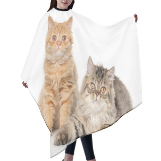 Personality  Pair Of Persian Cats Hair Cutting Cape