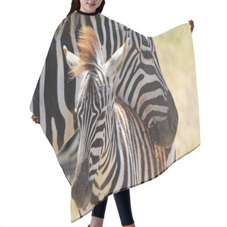 Personality  Baby Zebra With Mother Hair Cutting Cape