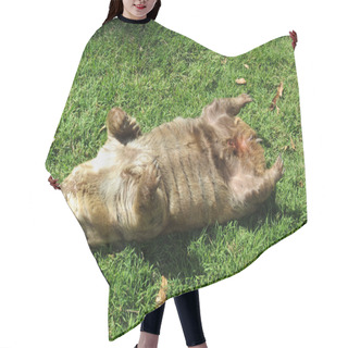 Personality  Sleeping Wombat On The Grass Hair Cutting Cape