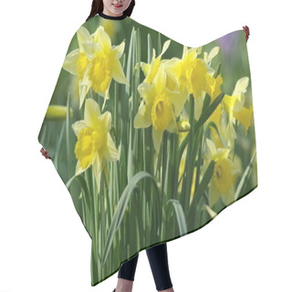 Personality  Beautiful Spring Flower, Daffodil Narcissus  Hair Cutting Cape