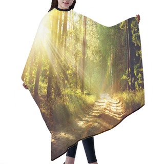 Personality  Beautiful Scene Misty Old Forest With Sun Rays, Shadows And Fog Hair Cutting Cape