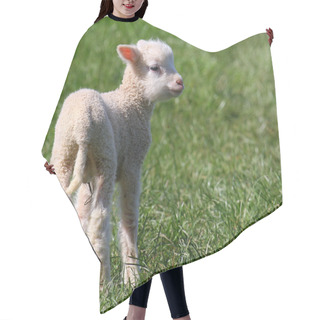Personality  Spring Lamb. Hair Cutting Cape