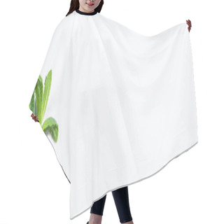 Personality  Panoramic Concept Of Green Peppermint Isolated On White  Hair Cutting Cape