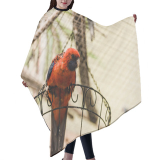 Personality  Red Parrot Sitting On Metallic Cage In Zoo Hair Cutting Cape