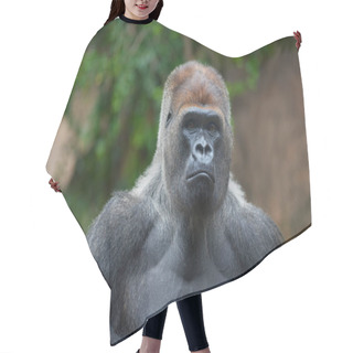 Personality  Portrait Of A West Lowland Silverback Gorilla Hair Cutting Cape