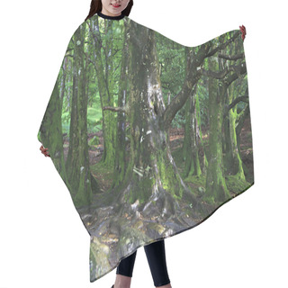 Personality  Tree Trunks Covered With Moss. Hair Cutting Cape