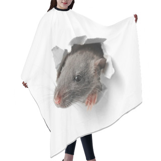 Personality  Funny Rat Looking Out Of Hole   Hair Cutting Cape