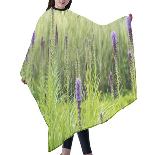 Personality  Selective Focus Of Blooming Purple Lupines In Green Grass  Hair Cutting Cape