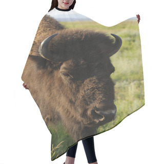 Personality  Closeup Of A Buffalo Hair Cutting Cape