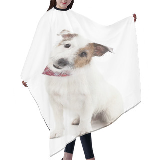 Personality  Puppy Jack Russel Terrier Dog On The White Background Hair Cutting Cape