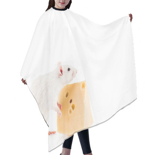 Personality  Rat And Cheese On White Background With Copy Space In New Year  Hair Cutting Cape