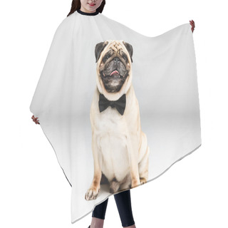 Personality  Pug Dog In Bow Tie Hair Cutting Cape