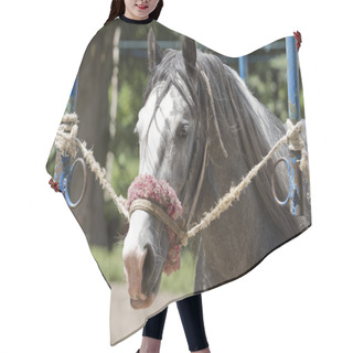 Personality  Portrait Of A Tired Horse. Hair Cutting Cape